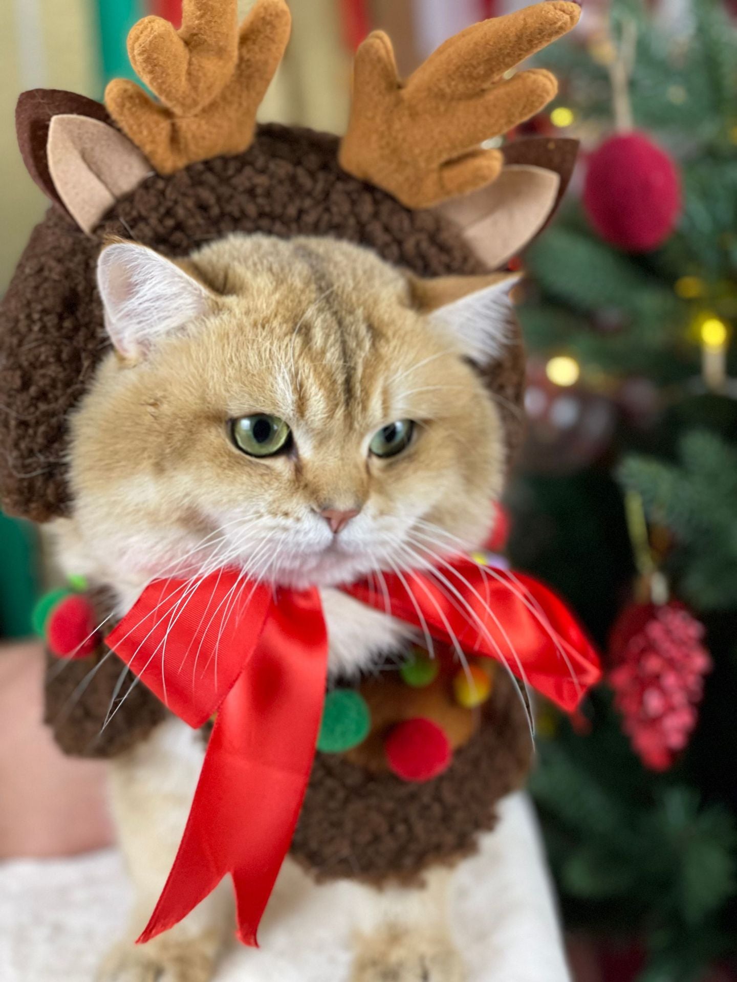 【TawneyBear】 Christmas Dog Headwear Accessories,