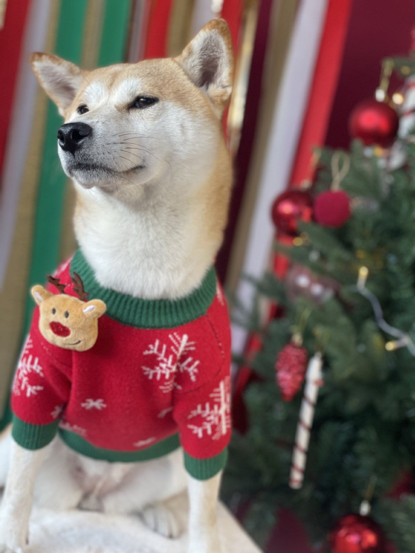 【TawneyBear】 Christmas Dog Sweater